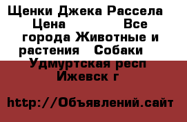 Щенки Джека Рассела › Цена ­ 10 000 - Все города Животные и растения » Собаки   . Удмуртская респ.,Ижевск г.